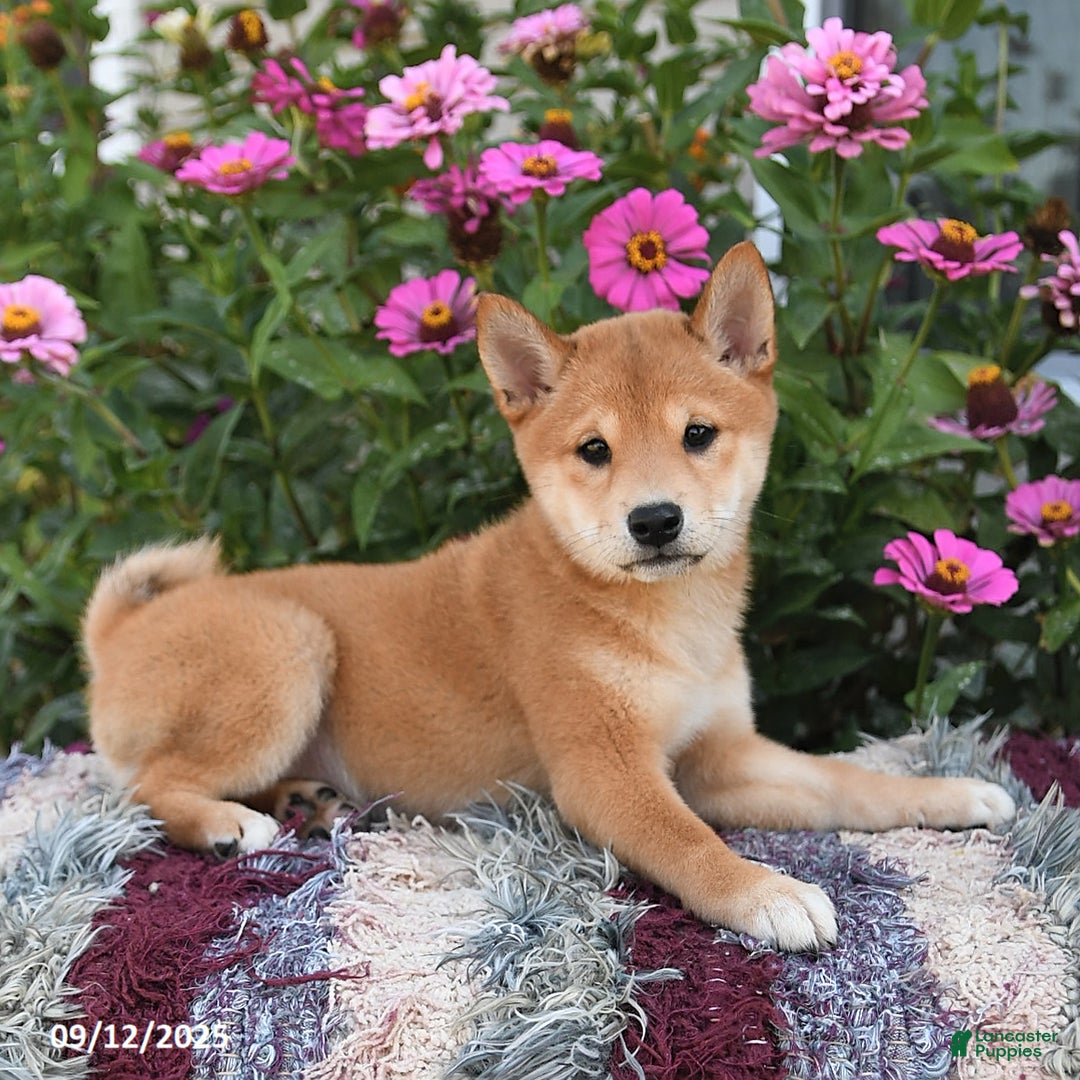 Shiba Inu dogs for sale: Isabelle - Ad 2