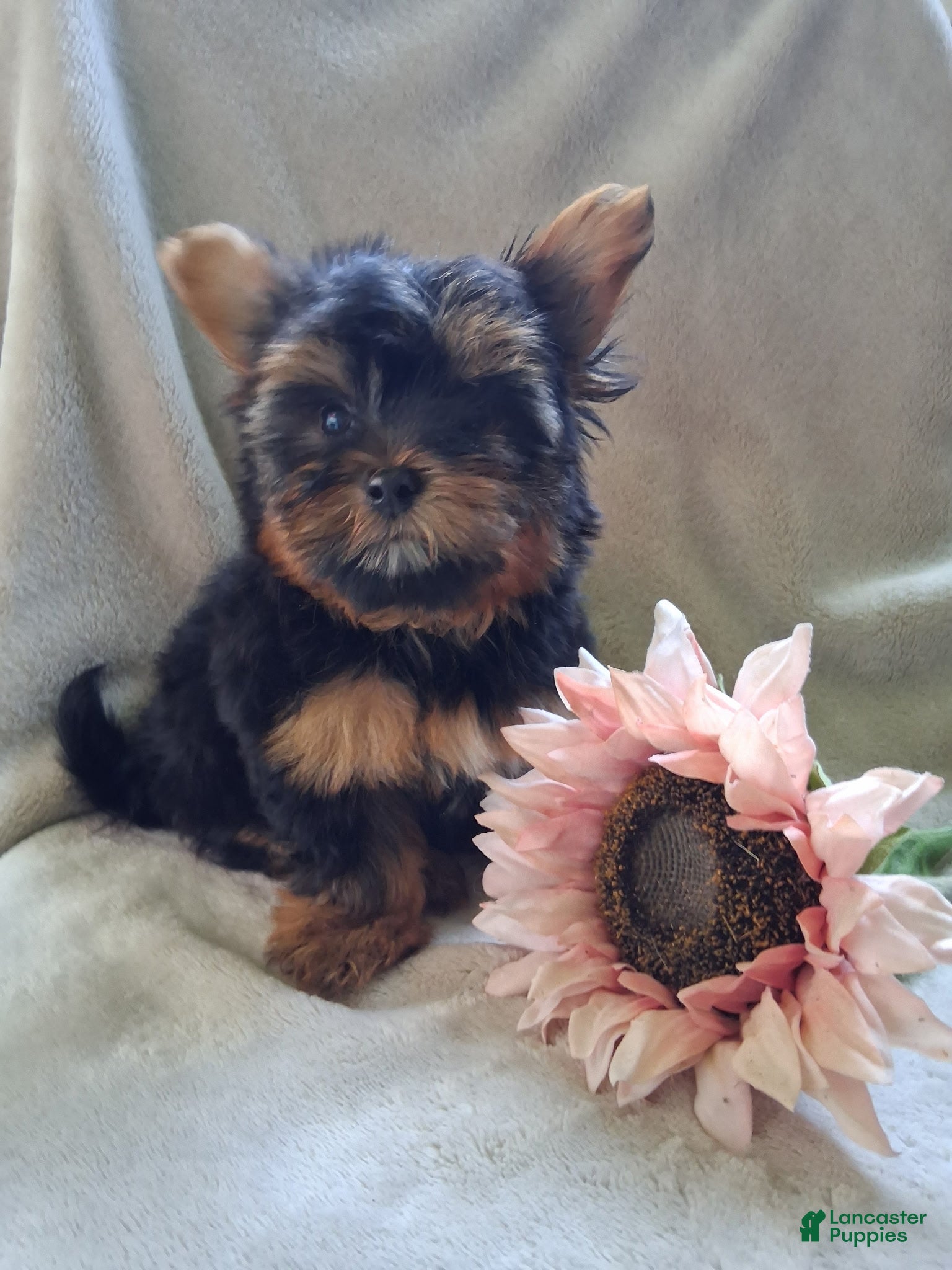 Yorkshire Terrier dogs Zach - Ad 1