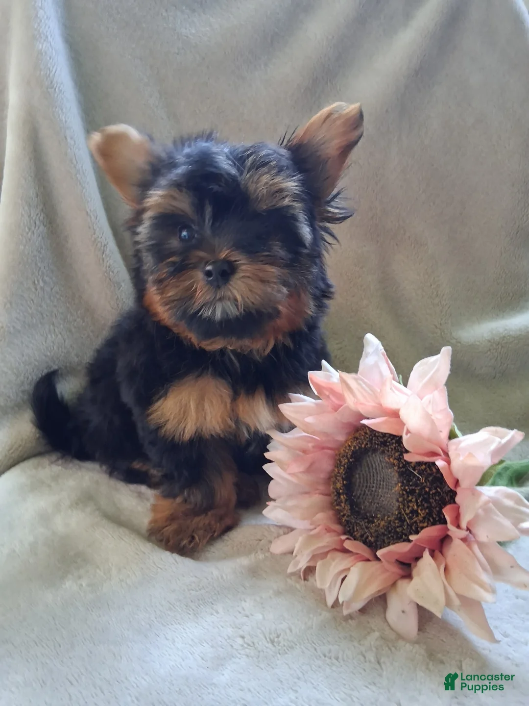 Yorkshire Terrier dogs for sale: Zach - Ad 1