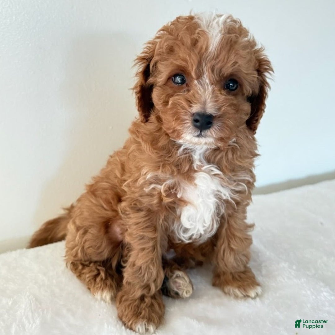 Cavapoo dogs for sale: Skip  - Ad 3