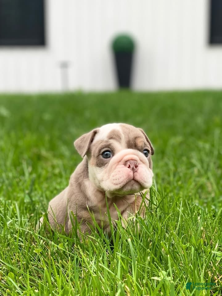 English Bulldog dogs Dicky - Ad 28