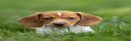 Miniature Dachshund dogs for sale: Missy Miniature Dachshund  - Ad 8