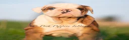 English Bulldog dogs for sale: Athena AKC - Ad 3