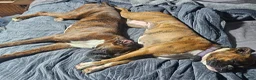 Boxer dogs for sale: Chase - Ad 4