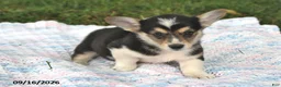Welsh Corgi Pembroke dogs for sale: Andy - Ad 3