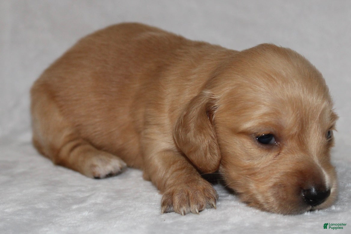 Miniature Dachshund dogs Miniature Dachshund 4 - Ad 2