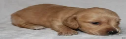 Miniature Dachshund dogs for sale: Miniature Dachshund 4 - Ad 3