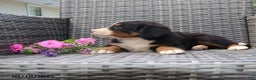 Bernese Mountain Dog dogs for sale: Jenny - Ad 9