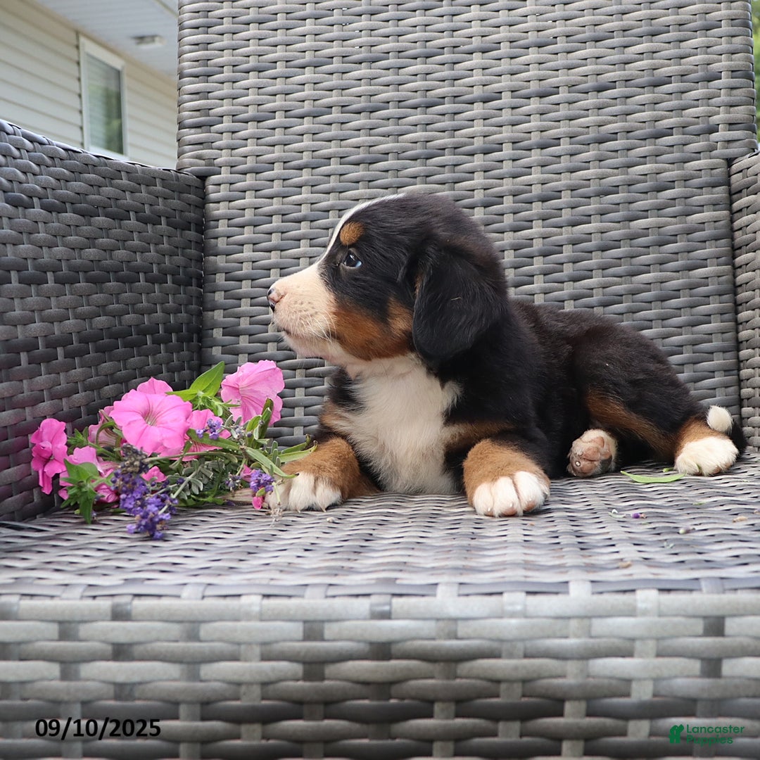 Bernese Mountain Dog dogs for sale: Jenny - Ad 9