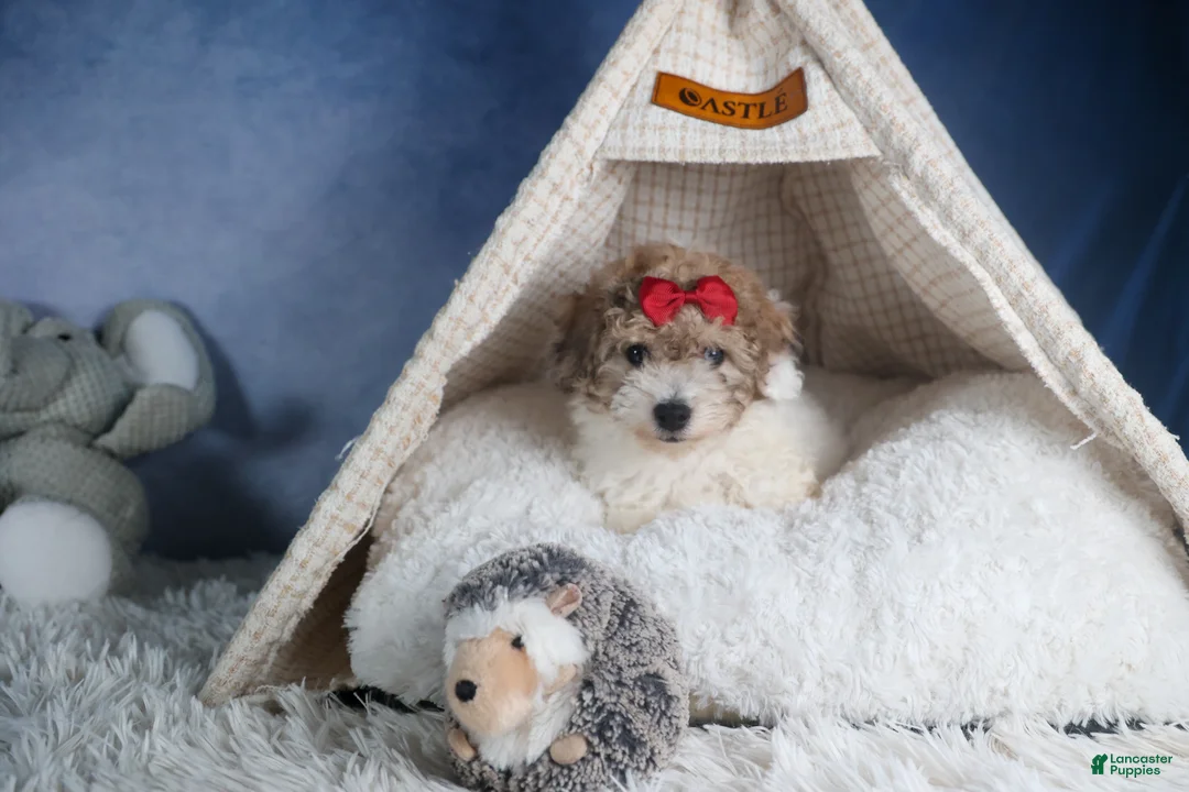 Bichpoo dogs for sale: Snickerdoodle - Ad 6