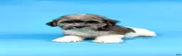 Havanese dogs for sale: ELMO - Ad 4
