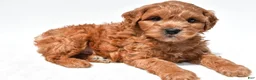 Mini Goldendoodle dogs for sale: Jasper  - Ad 1