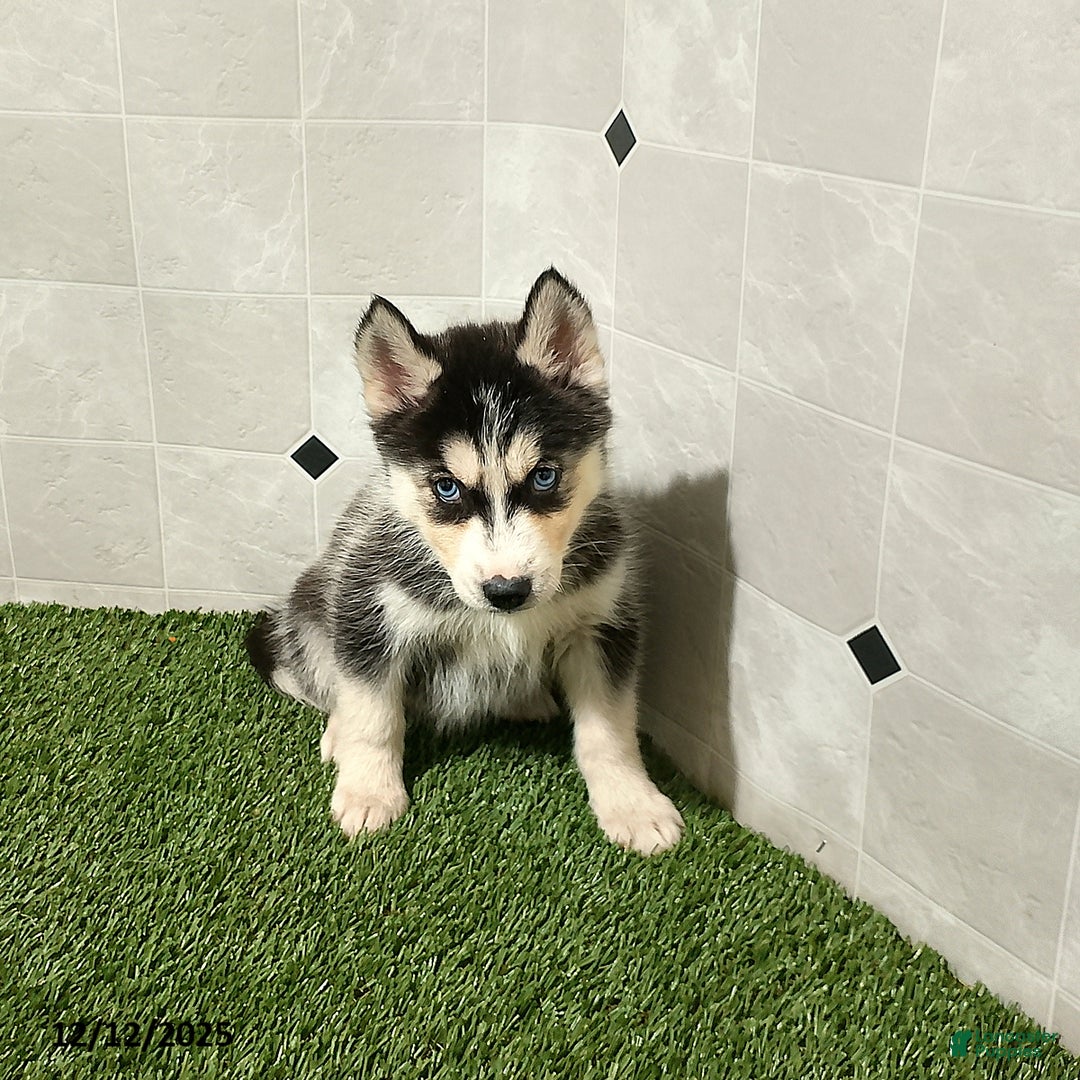 Siberian Husky dogs for sale: Macy - Ad 2