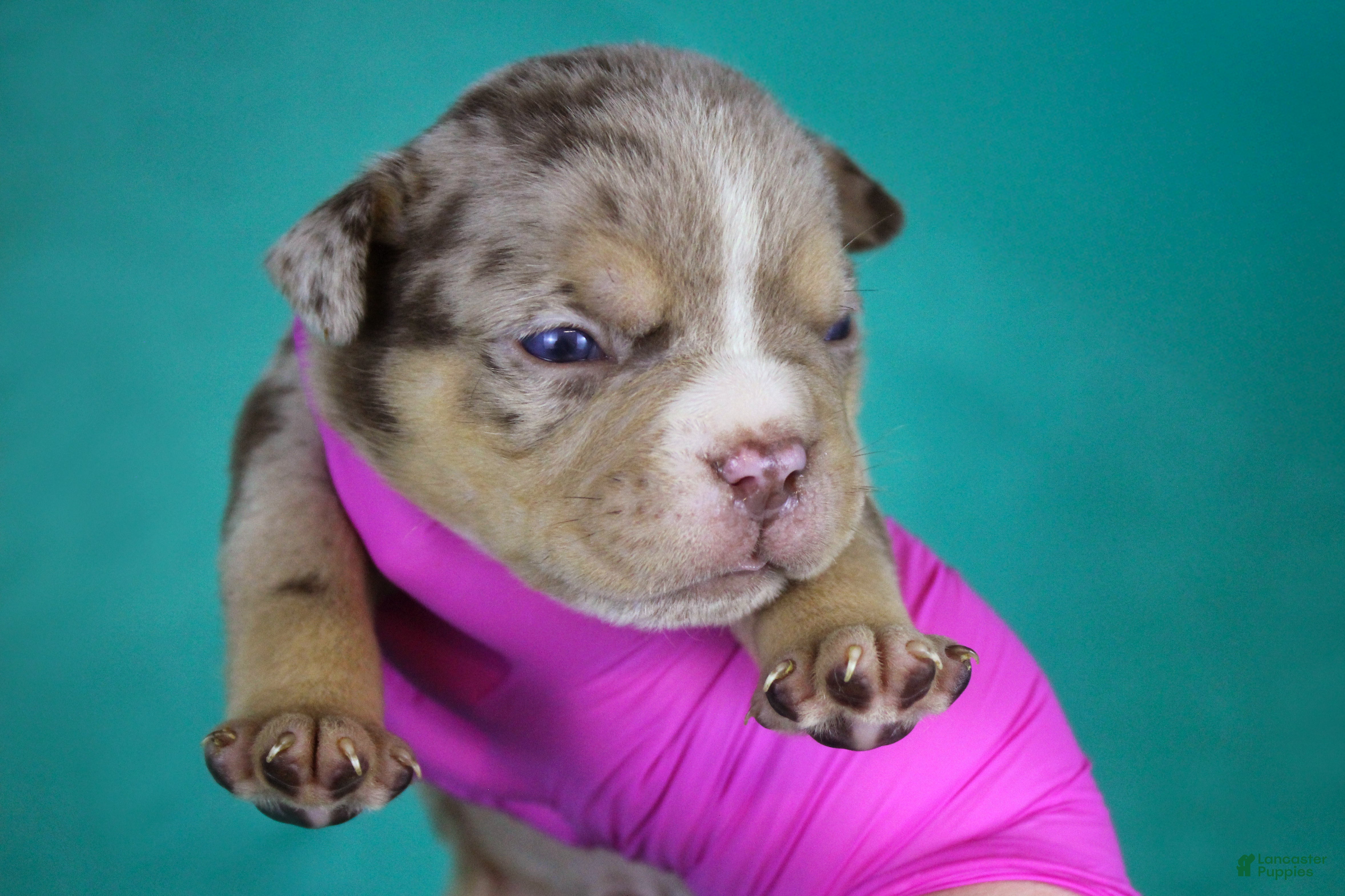 American Bully dogs Chocolate Tri Merle Male - Ad 1