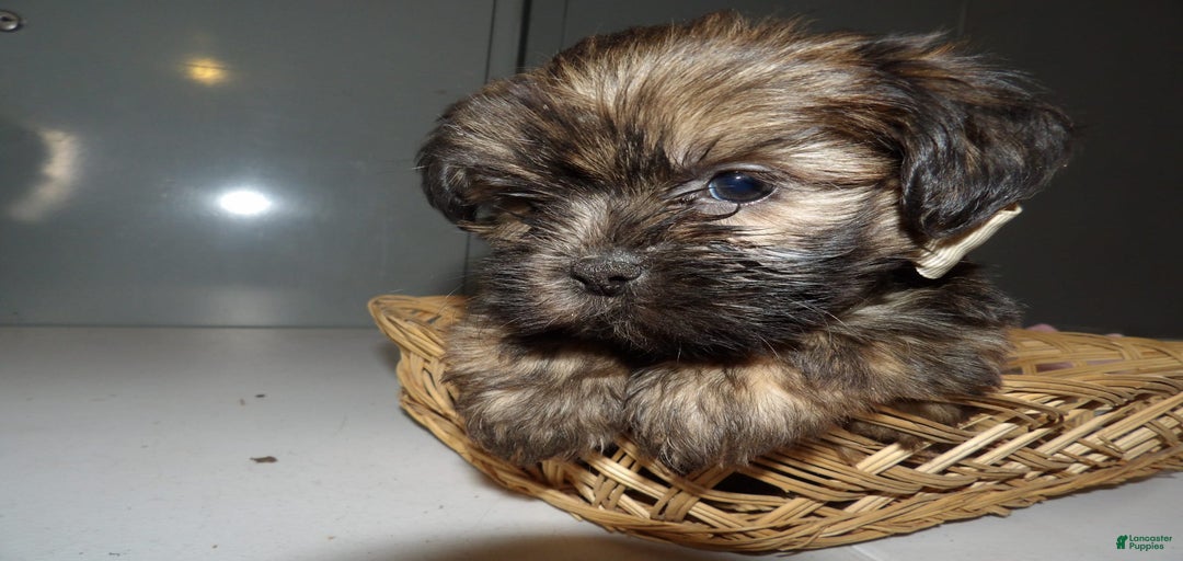 Gallery Image {{count}}