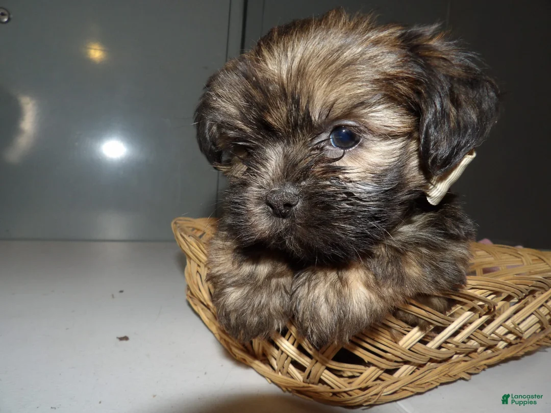 Gallery Image {{count}}