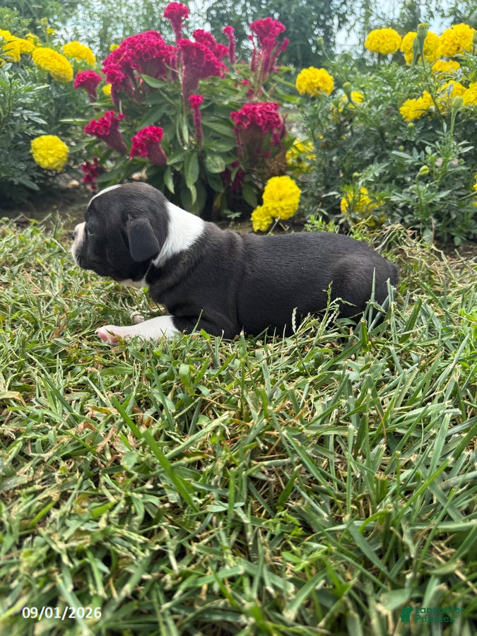 Boston Terrier dogs Tucker - Ad 2
