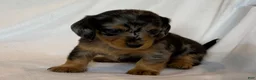Miniature Dachshund dogs for sale: Ruby - Ad 4