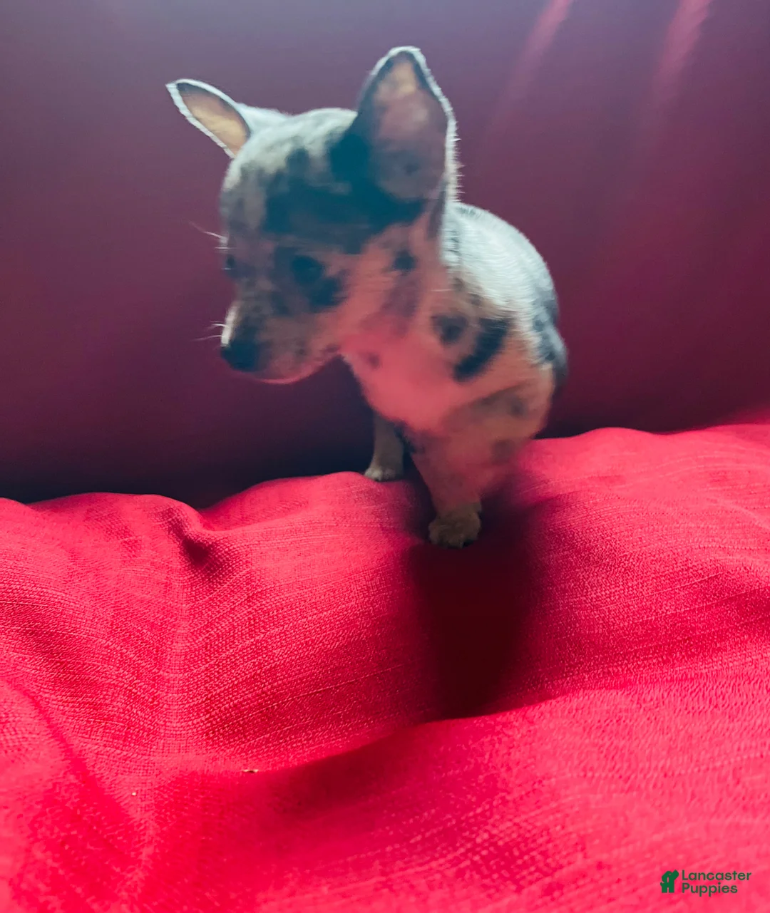 Chihuahua dogs for sale: Chihuahua Puppy 5 - Ad 2