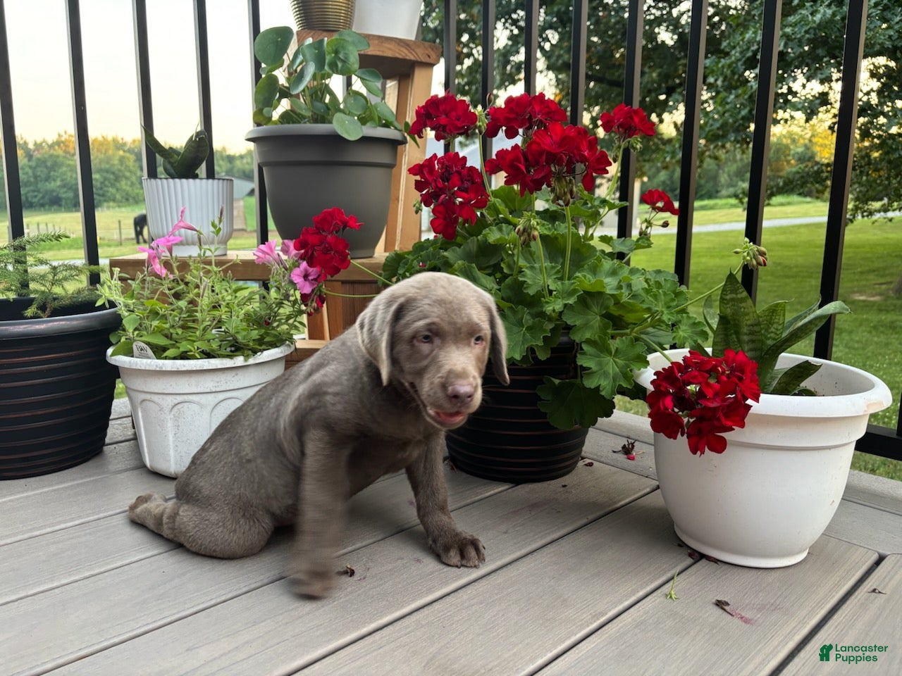 Labrador Retriever dogs Bella - Ad 2