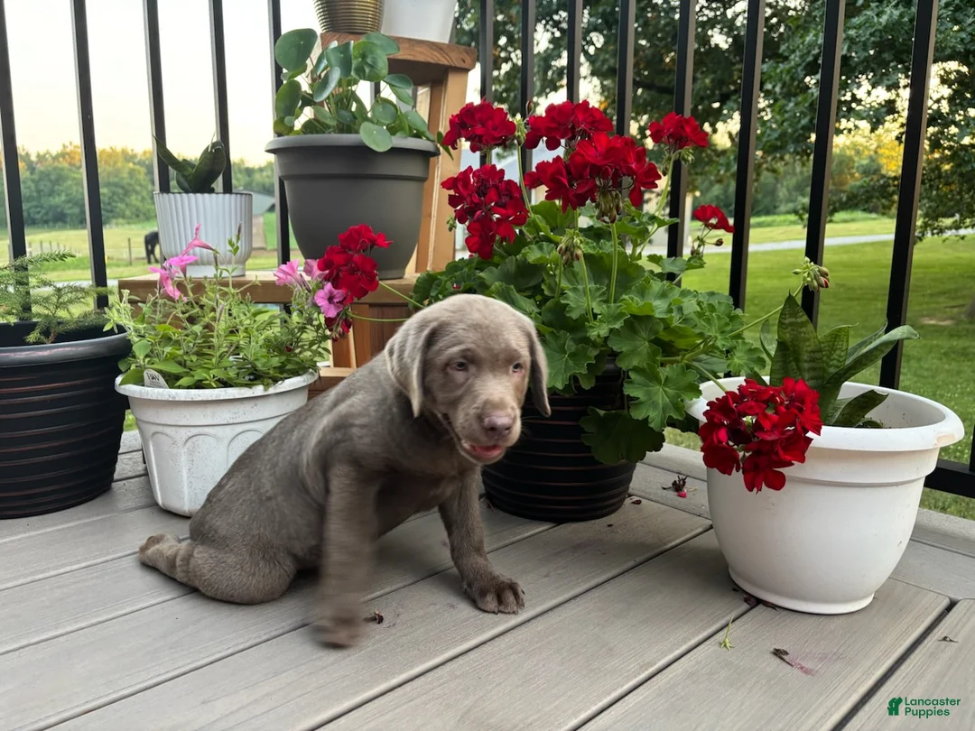 Labrador Retriever dogs for sale: Bella - Ad 2
