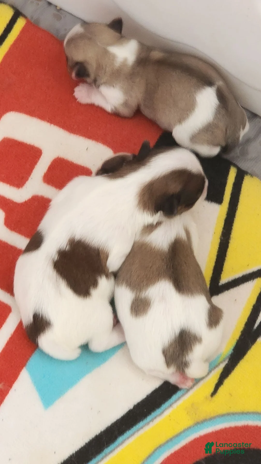 Morkie dogs for sale: Morkie 2 - Ad 2