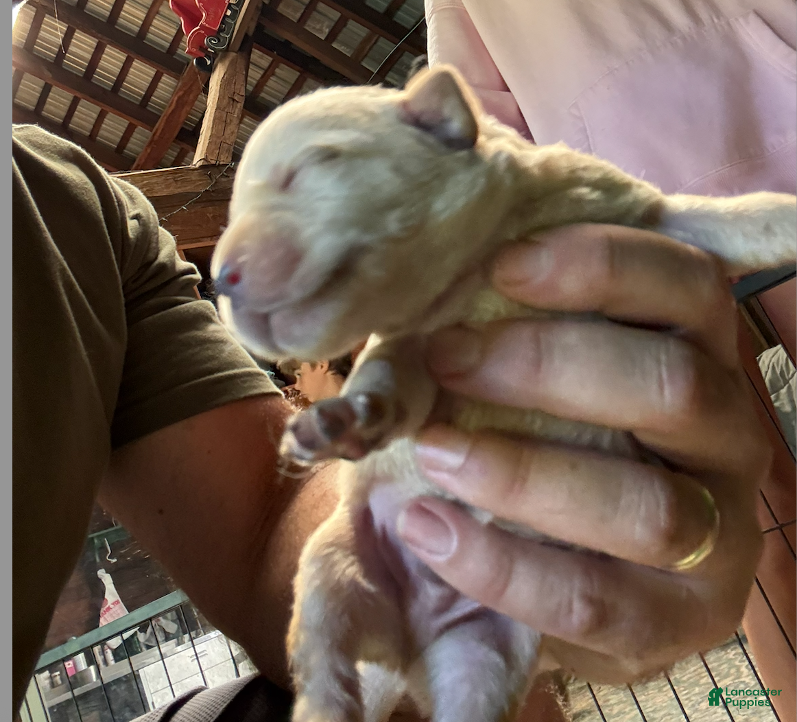 Labrador Retriever dogs Labrador Retriever 5 - Ad 1