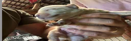 Labrador Retriever dogs for sale: Labrador Retriever 5 - Ad 1