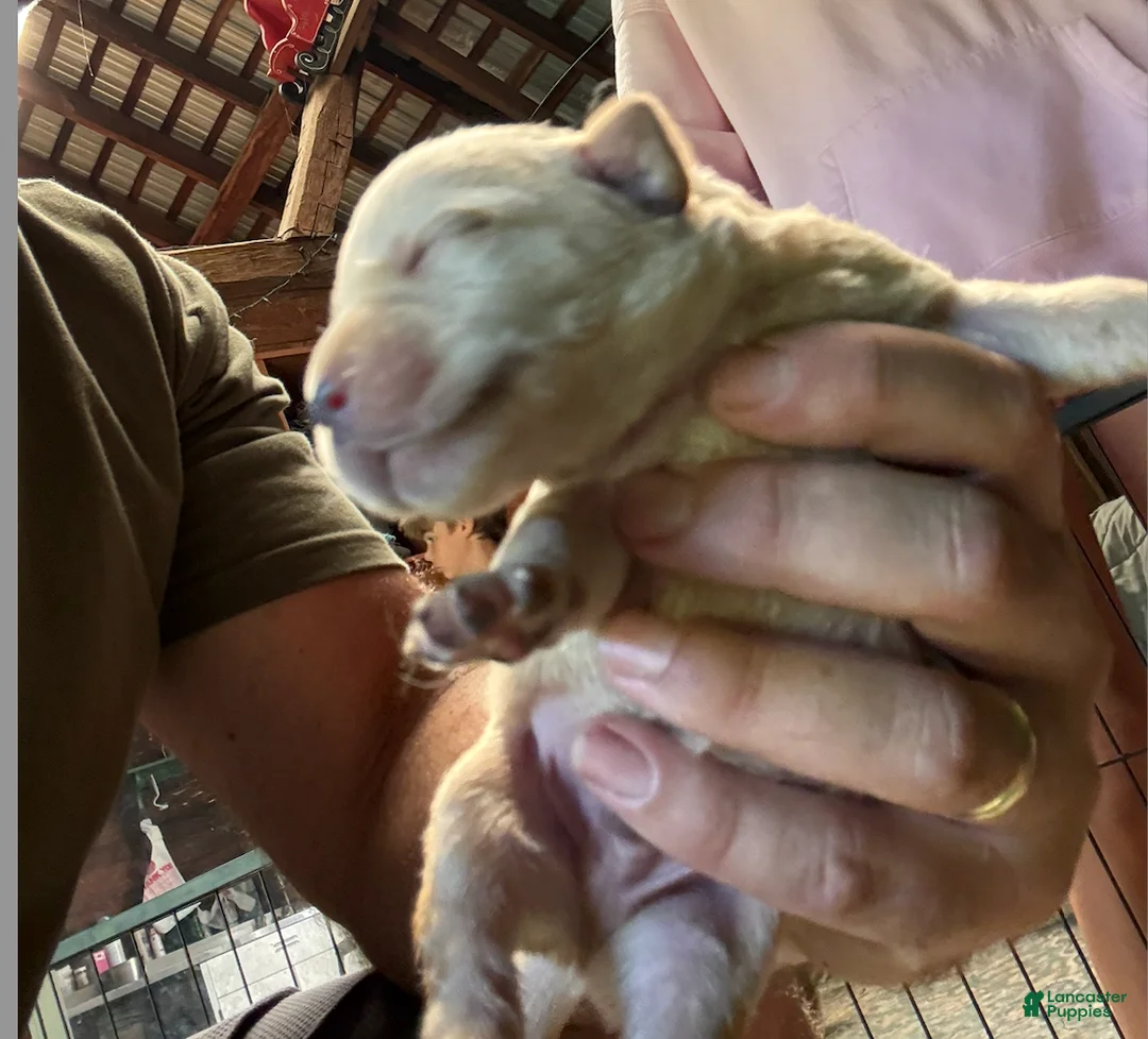 Labrador Retriever dogs for sale: Labrador Retriever 5 - Ad 1