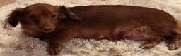 Miniature Dachshund dogs for sale: Miniature Dachshund Puppy 1 - Ad 7