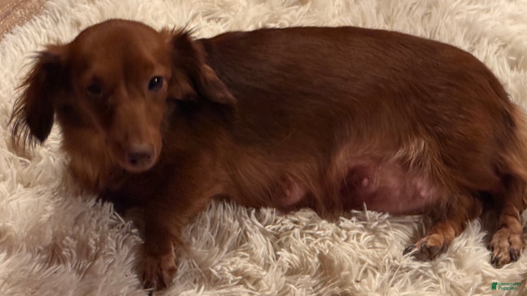 Miniature Dachshund dogs for sale: Miniature Dachshund Puppy 1 - Ad 7