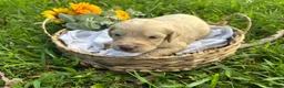 Goldendoodle dogs for sale: Goldendoodle 2 - Ad 1
