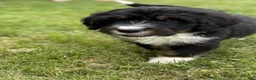 Bernedoodle dogs for sale: Cherie - Ad 2