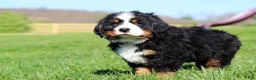 Bernese Mountain Dog dogs for sale: Crooked Jim - Ad 9