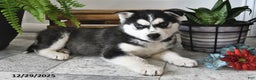 Siberian Husky dogs for sale: Blaze - Ad 1