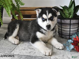 Siberian Husky dogs Blaze - Ad 16