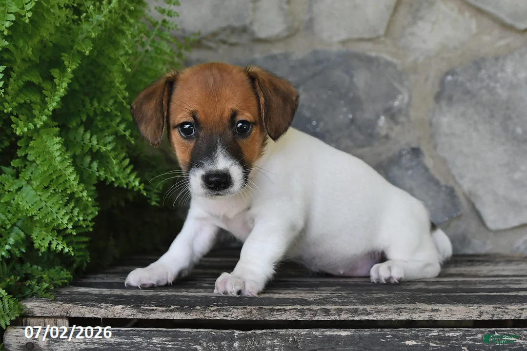 Jack Russell Terrier dogs for sale: Macy - Ad 2