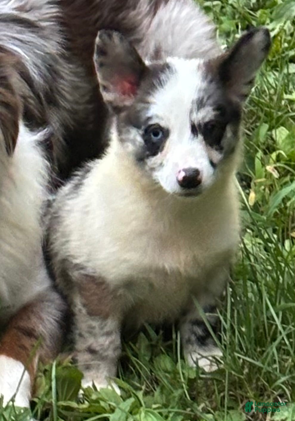 American Corgi dogs American Corgi 2 - Ad 1