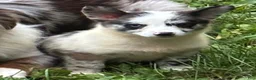 American Corgi dogs for sale: American Corgi 2 - Ad 1