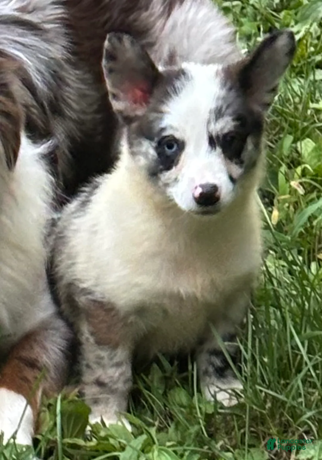 American Corgi dogs for sale: American Corgi 2 - Ad 1