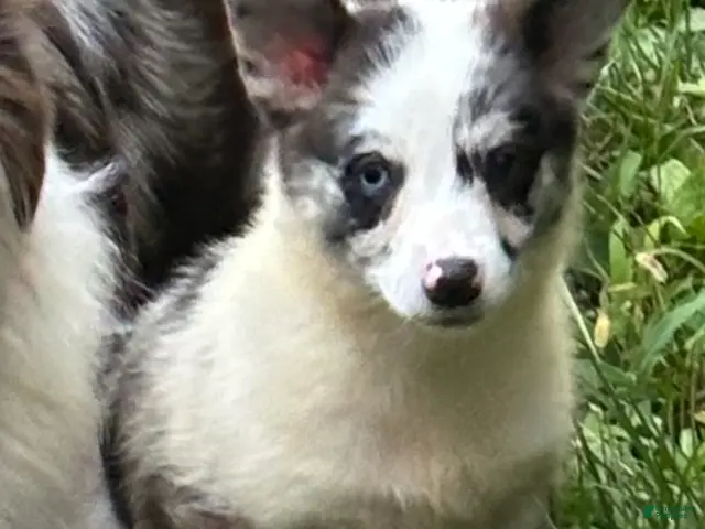 American Corgi dogs for sale: American Corgi 2 - Ad 1