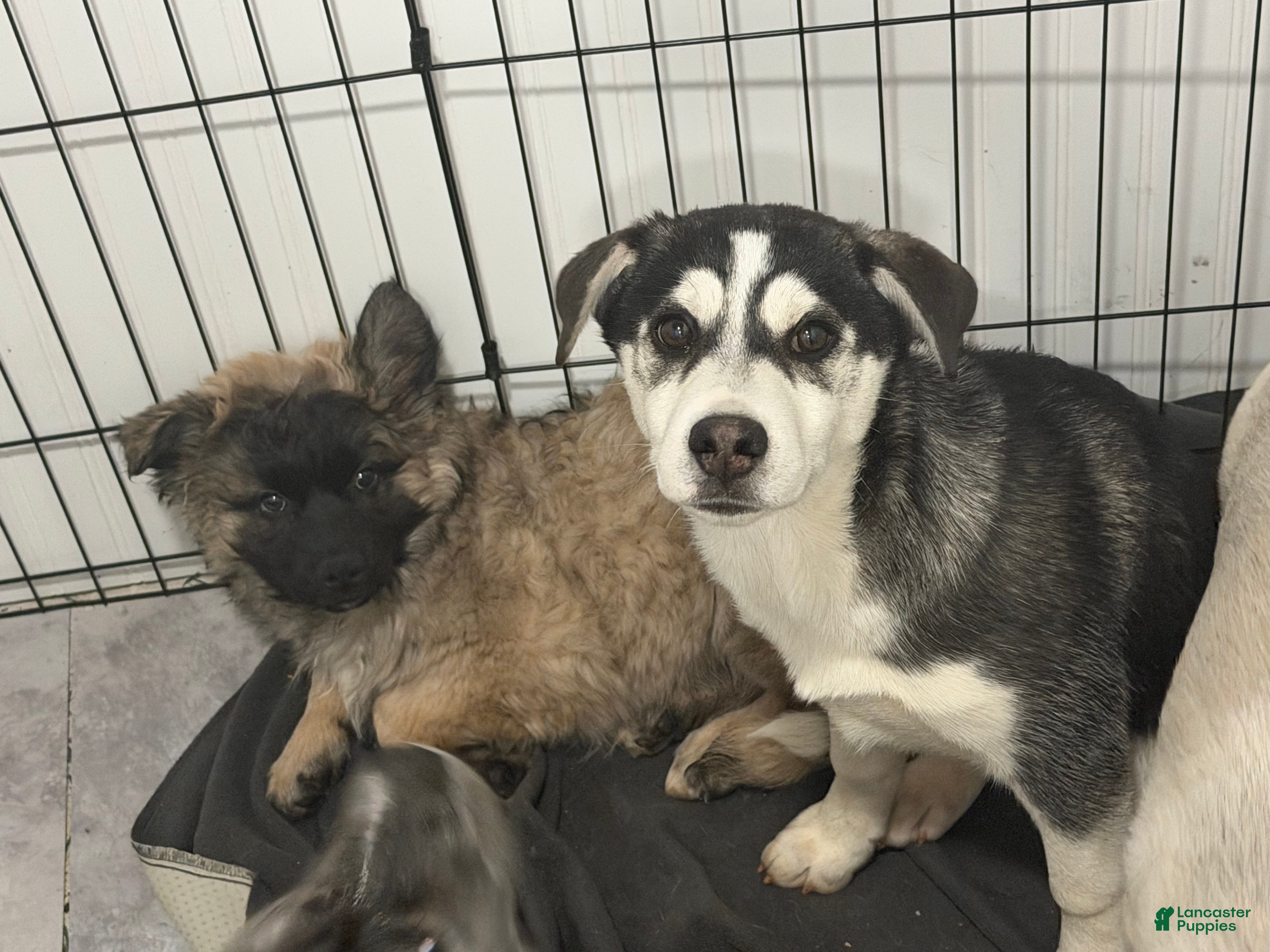 Mixed Breed dogs Blankely  - Ad 2