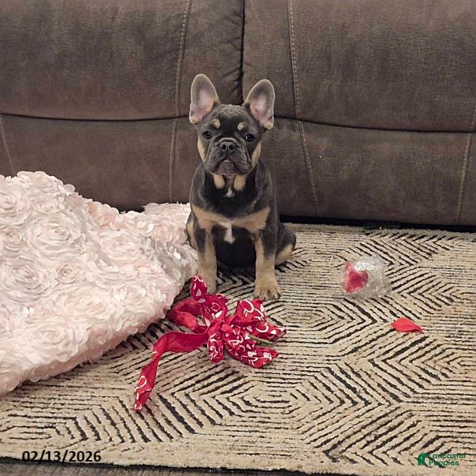 French Bulldog dogs Tracy - Ad 14