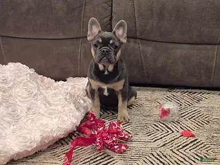 French Bulldog dogs Tracy - Ad 14