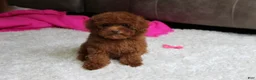 Toy Poodle dogs for sale: Mia - Ad 12