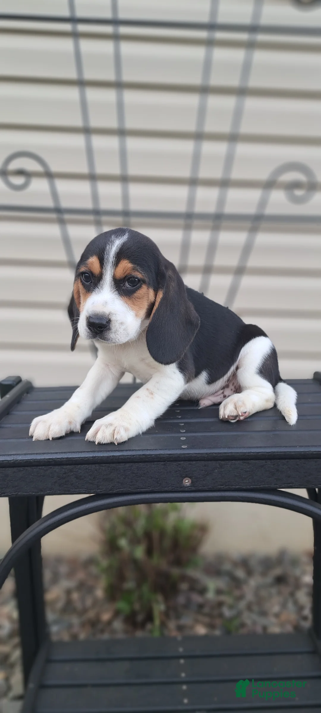Beagle dogs for sale: DUKE - Ad 6
