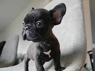 French Bulldog dogs Java - Ad 2