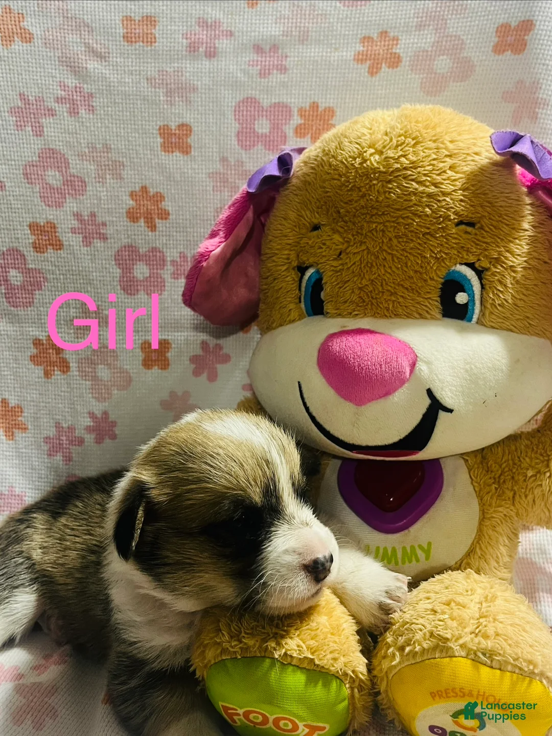 Welsh Corgi Pembroke dogs for sale: Welsh Corgi Pembroke Puppy 4 - Ad 1