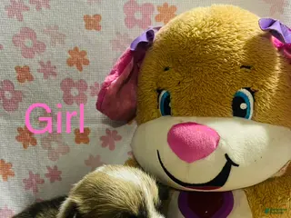 Welsh Corgi Pembroke dogs Welsh Corgi Pembroke Puppy 4 - Ad 2