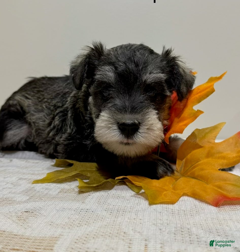 Miniature Schnauzer dogs Shep Miniature Schnauzer  - Ad 1